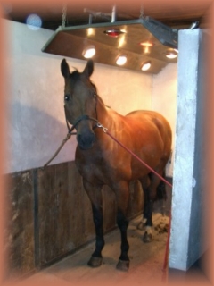 Ein Pferd im Solarium